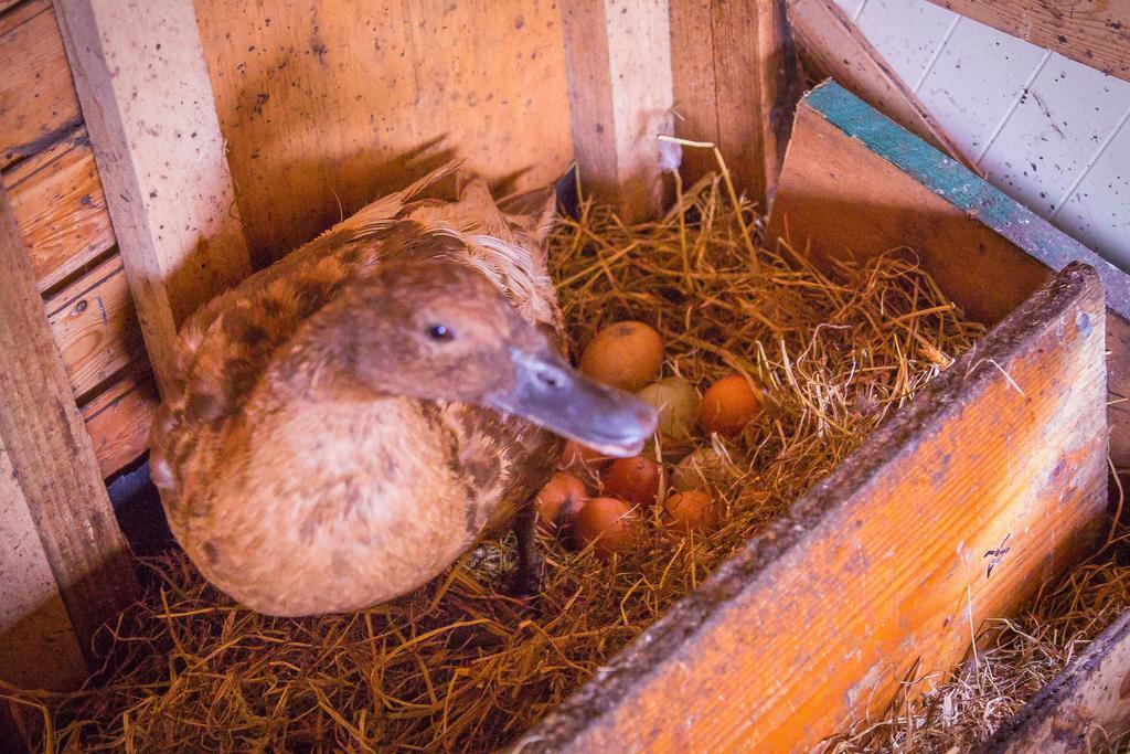 The Black Sheep Hostel Killarney Bagian luar foto